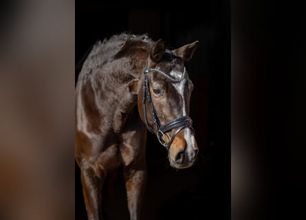 Trakehner, Merrie, 5 Jaar, 167 cm, Donkerbruin