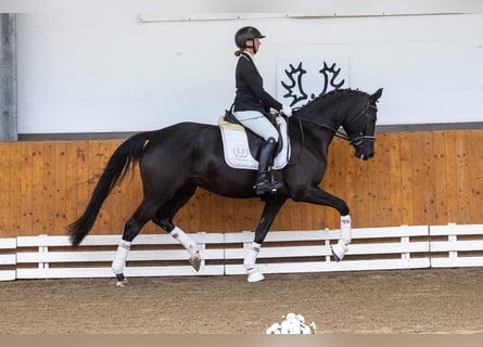 Trakehner, Merrie, 5 Jaar, 167 cm, Zwart