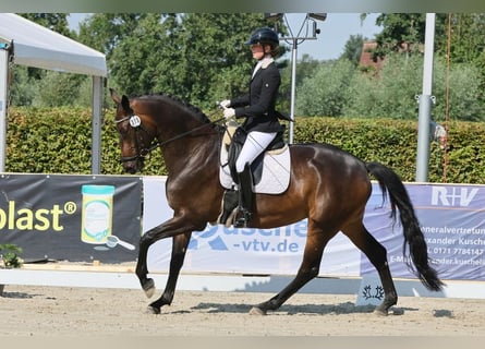 Trakehner, Merrie, 5 Jaar, 170 cm, Bruin