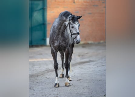 Trakehner, Merrie, 5 Jaar, 174 cm, Schimmel