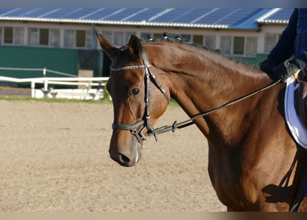 Trakehner, Merrie, 5 Jaar, Bruin