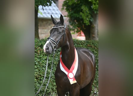 Trakehner, Merrie, 5 Jaar, Zwart