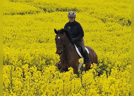 Trakehner, Merrie, 6 Jaar, 164 cm, Bruin