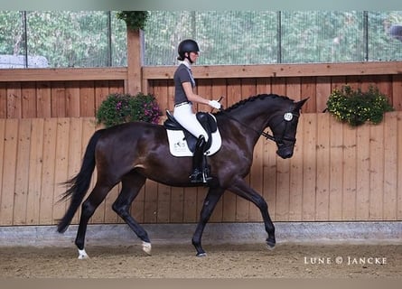 Trakehner, Merrie, 6 Jaar, 169 cm, Bruin