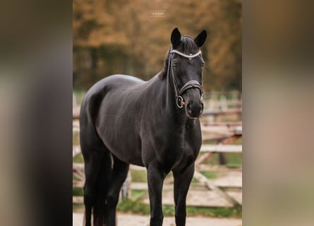 Trakehner, Merrie, 6 Jaar, 170 cm, Zwart