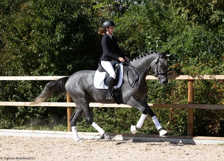 Trakehner, Merrie, 6 Jaar, Schimmel