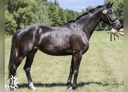 Trakehner, Merrie, 7 Jaar, 167 cm, Zwartbruin