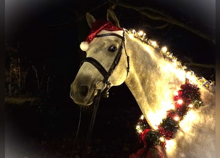 Trakehner, Merrie, 8 Jaar, 166 cm, Schimmel