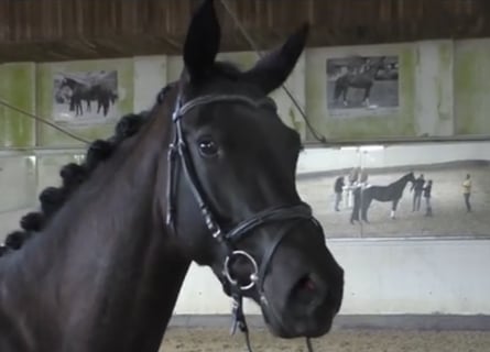 Trakehner, Merrie, 8 Jaar, 167 cm, Zwart