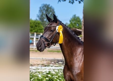 Trakehner, Merrie, 9 Jaar, 162 cm, Zwart