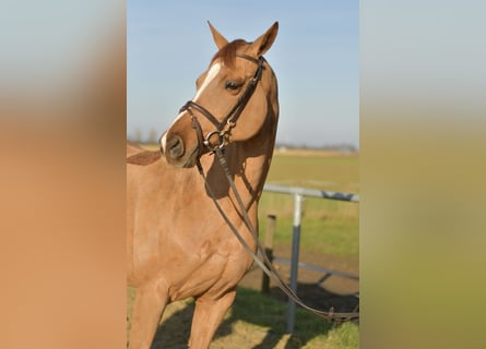 Trakehner, Merrie, 9 Jaar, 165 cm, Vos