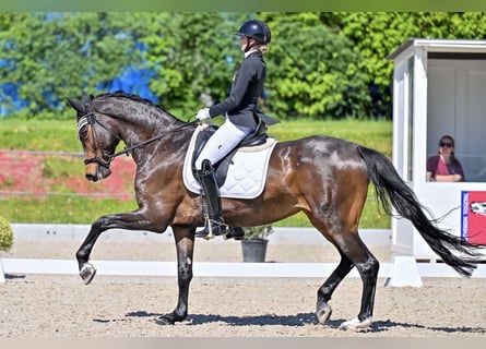 Trakehner, Merrie, 9 Jaar, 168 cm, Donkerbruin