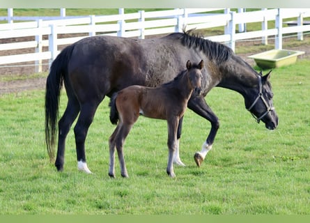 Trakehner, Merrie, Veulen (04/2026), 164 cm, Zwartbruin