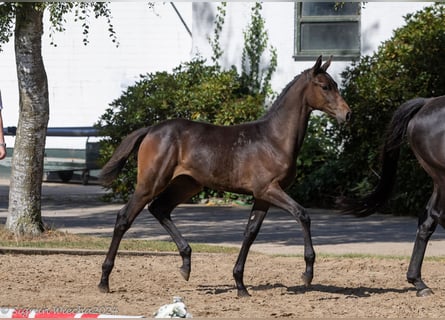 Trakehner, Merrie, veulen (05/2024), 168 cm, Donkerbruin