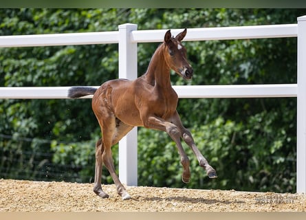 Trakehner, Merrie, veulen (05/2024), 169 cm, Donkerbruin