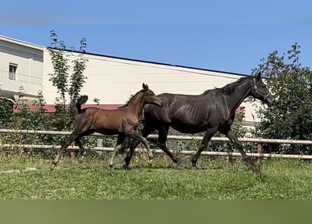 Trakehner, Merrie, Veulen (05/2025), 170 cm, Donkerbruin