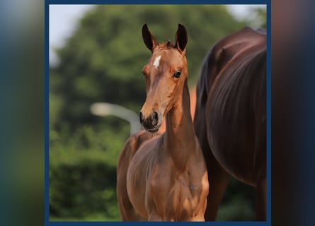 Trakehner, Merrie, veulen (06/2024), Bruin