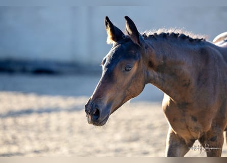 Trakehner, Merrie, veulen (05/2024), Donkerbruin