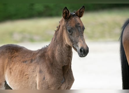Trakehner, Merrie, veulen (04/2023), Donkerbruin