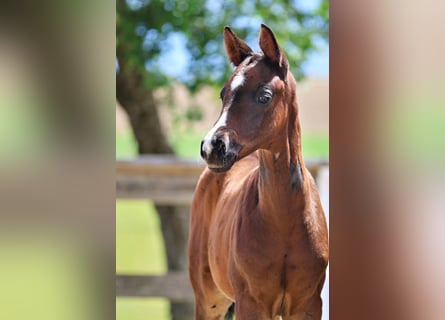 Trakehner, Merrie, Veulen (04/2026), Donkerbruin