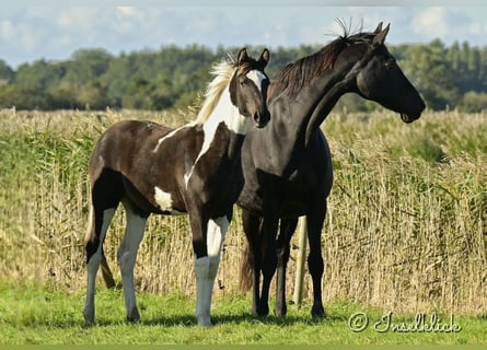 Trakehner, Merrie, veulen (03/2024), Gevlekt-paard