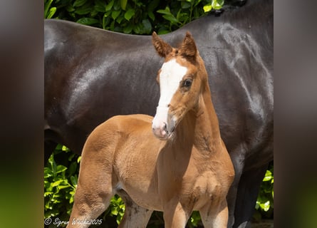 Trakehner, Merrie, Veulen (04/2025), Vos