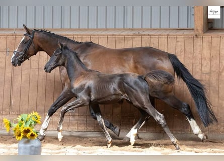 Trakehner, Merrie, veulen (05/2023), Zwart
