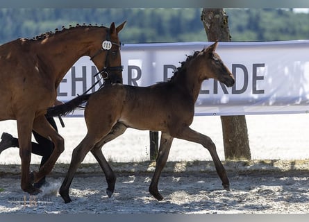 Trakehner, Merrie, Veulen (04/2025), Zwart
