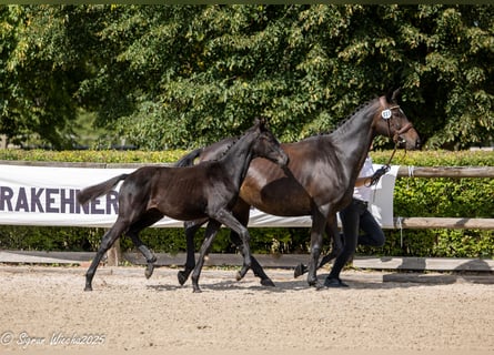 Trakehner, Merrie, Veulen (03/2025), Zwart