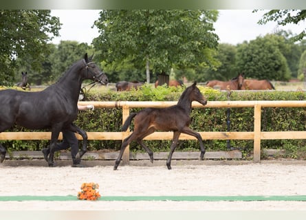 Trakehner, Merrie, Veulen (04/2026), Zwartbruin
