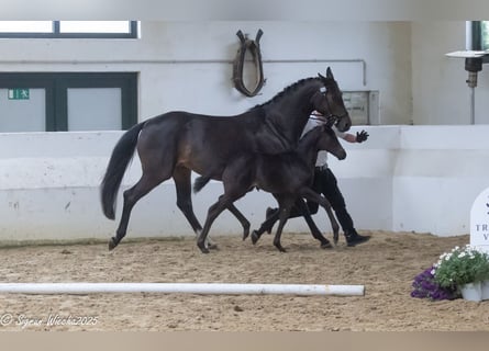 Trakehner, Merrie, , Zwartbruin