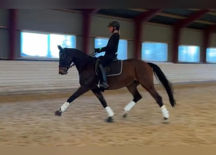 Trakehner, Ruin, 10 Jaar, 167 cm, Bruin