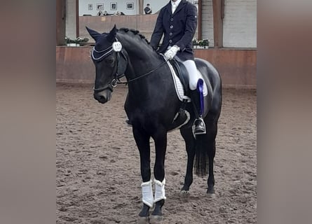 Trakehner, Ruin, 10 Jaar, 171 cm, Zwartbruin