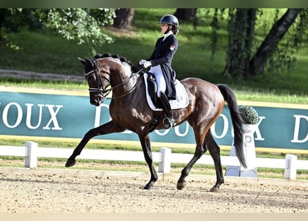 Trakehner, Ruin, 11 Jaar, 168 cm, Donkerbruin