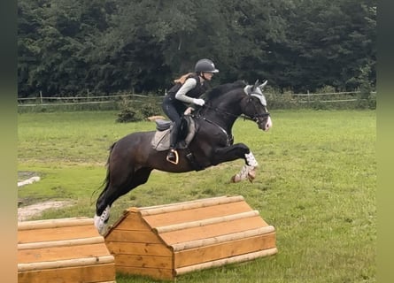 Trakehner, Ruin, 12 Jaar, 167 cm, Donkerbruin