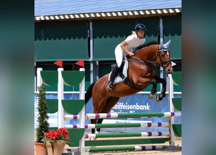 Trakehner, Ruin, 19 Jaar, 170 cm, Lichtbruin