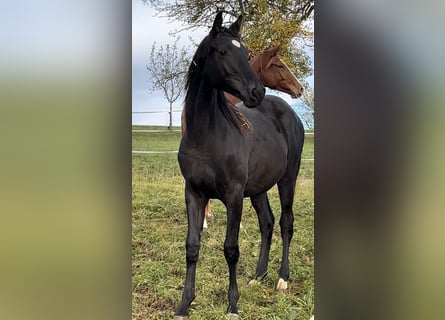 Trakehner, Ruin, 1 Jaar, 170 cm