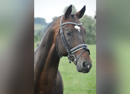 Trakehner, Ruin, 21 Jaar, 165 cm, Bruin