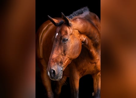 Trakehner, Ruin, 22 Jaar, 168 cm, Bruin