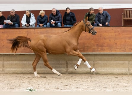 Trakehner, Ruin, 2 Jaar, 167 cm, Vos