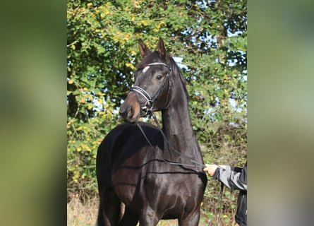 Trakehner, Ruin, 2 Jaar, 170 cm, Donkerbruin