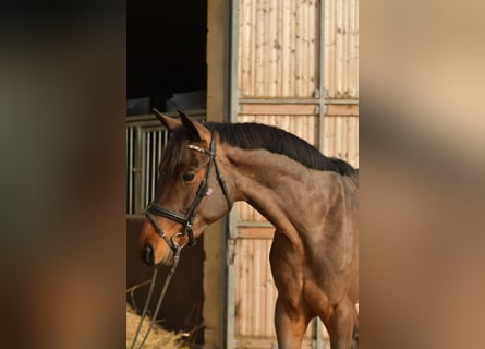 Trakehner, Ruin, 3 Jaar, 156 cm, Bruin