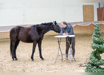 Trakehner, Ruin, 3 Jaar, 160 cm, Zwartbruin