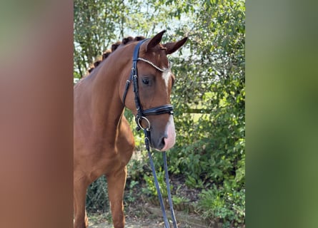 Trakehner, Ruin, 3 Jaar, 162 cm, Vos