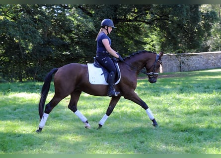 Trakehner, Ruin, 3 Jaar, 163 cm, Brauner