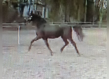 Trakehner, Ruin, 3 Jaar, 165 cm, Zwart