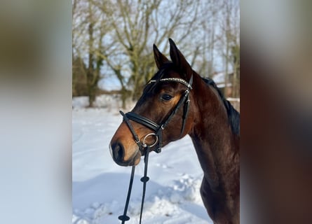 Trakehner, Ruin, 3 Jaar, 167 cm, Bruin