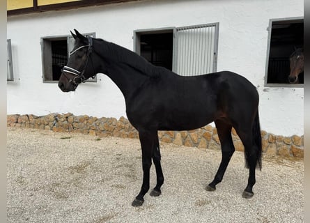 Trakehner, Ruin, 3 Jaar, 168 cm, Donkerbruin