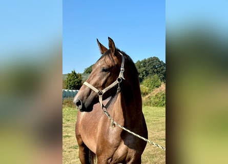 Trakehner, Ruin, 3 Jaar, 168 cm, Schimmel