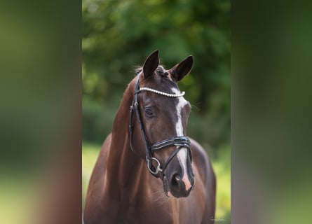 Trakehner, Ruin, 3 Jaar, 169 cm, Zwartbruin